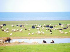 -青海湖国家重点风景名胜区