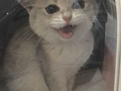 -乖乖宠物医院·猫科·骨科·24小时(云岗分院)