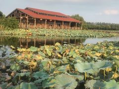 -荷塘月色湿地公园·向阳花洲