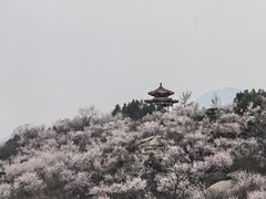-白水寺森林公园