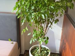 -龙大花卉苗木市场