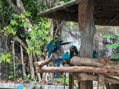 -清迈夜间动物园