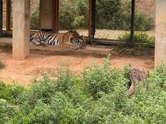 -大连森林动物园