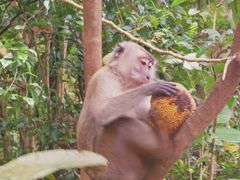 -武吉知马自然保护区