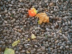 -枫花园汽车电影院(朝阳公园店)