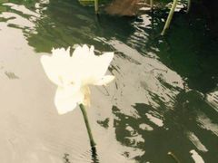 金小悦饭堂Golden&nbsp;Beauty(中禾店)-金小悦饭堂(中禾店)