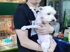 -爱侣宠医·鹦鹉专科·小型哺乳类·异宠专科(灵石路店)