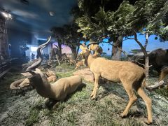 -国家自然博物馆