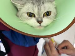 -瑞派福兴宠物医院犬猫全科·骨科·中西医结合(河东店)