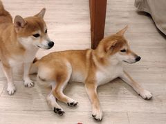 -豆柴町-柴犬主题狗咖(红鼎国际C座店)