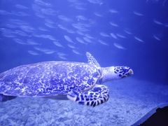 -太平洋海底世界