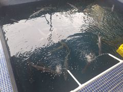 -鸿渡渔庄·特色鸭咀鱼