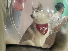-Husky Go! 哈士奇体验馆·宠物咖啡厅狗咖
