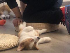 -浣熊柯尔鸭土拨鼠·电玩咖