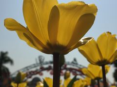 -盆满钵满·国家非遗传承(云台店)
