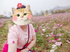 -天适樱花悠乐园