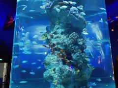 -芜湖新华联大白鲸海洋公园