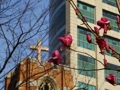 西藏中路上的玉兰-沐恩堂