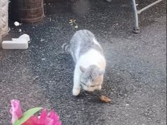 -家烧面馆【南山路知名经典面食】