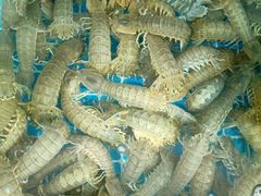 -宾朋海鲜美食餐厅·特色美食(兴海路店)