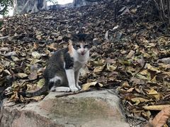 -小洲村