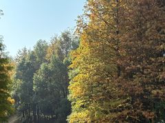 -八大山人梅湖景区