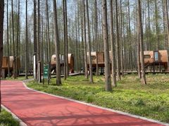 -黄海国家森林公园