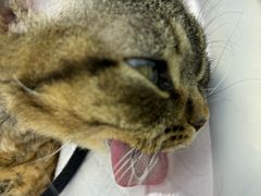 -瑞派康怡24h宠物医院·犬猫医疗中心·微创绝育(瑞景分院)