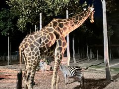 -清迈夜间动物园