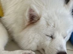 -怪兽屋·羊驼·猫咖·狗咖(俊华广场店)