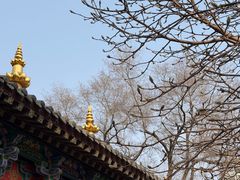 -护国法轮寺