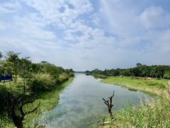 -鹤之洲湿地公园