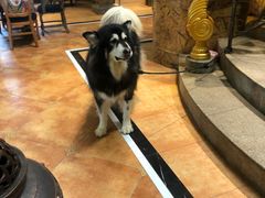 -more than meow吴止猫主题餐厅(承德 中船汇店)