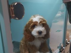 -FAELING PETS美天灵宠物(合生汇店)
