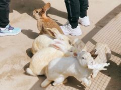 -前小桔亲子创意农场·草莓采摘·露营烧烤