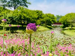 -花开海上生态园
