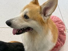 -南京宠物基地·宠物狗宠物猫售卖(南京店)