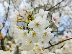 -苏州上方山国家森林公园
