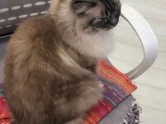 -喵的天空名猫咖啡馆·撸猫·猫舍·用品