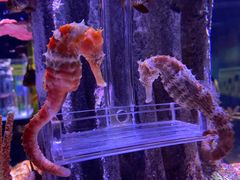 -暹罗海洋世界