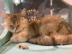 -猫小院猫主题餐厅(三里屯店)