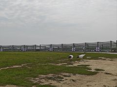 -盐城丹顶鹤湿地生态旅游区