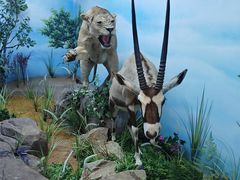 -西霞口神雕山野生动物世界