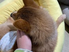 -逗柴咖啡屋·狗咖猫咖宠物桌游