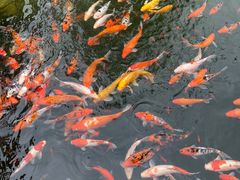 -泰山天颐湖旅游度假区