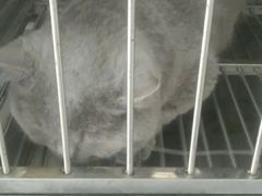 -特一安24小时宠物医院·骨科·中兽医