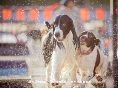 -趣玩宠物乐园寄养训犬训狗游泳池
