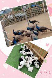 -萌宠亲子动物乐园(槐房万达店)