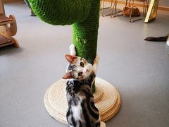 -飞行喵MR PILOT|猫舍·猫咖(静安大融城店)