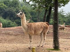 -杭州野生动物世界